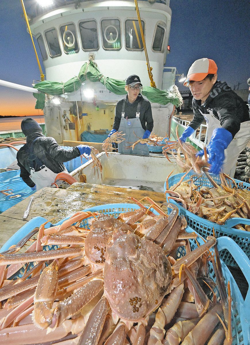 越前がに」11月6日解禁、福井県の今期漁獲可能量は541トン 過去10年で