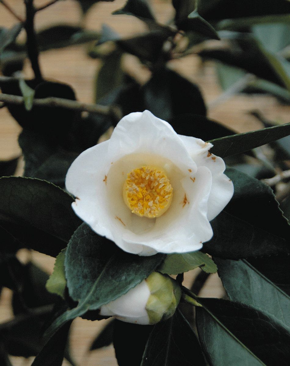 三霊山椿の「立山」開花 県中央植物園に展示：北陸中日新聞Web