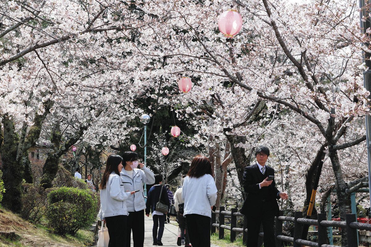 ほんのりピンク、色づく桜に笑顔 14日まで、津偕楽公園でまつり：中日