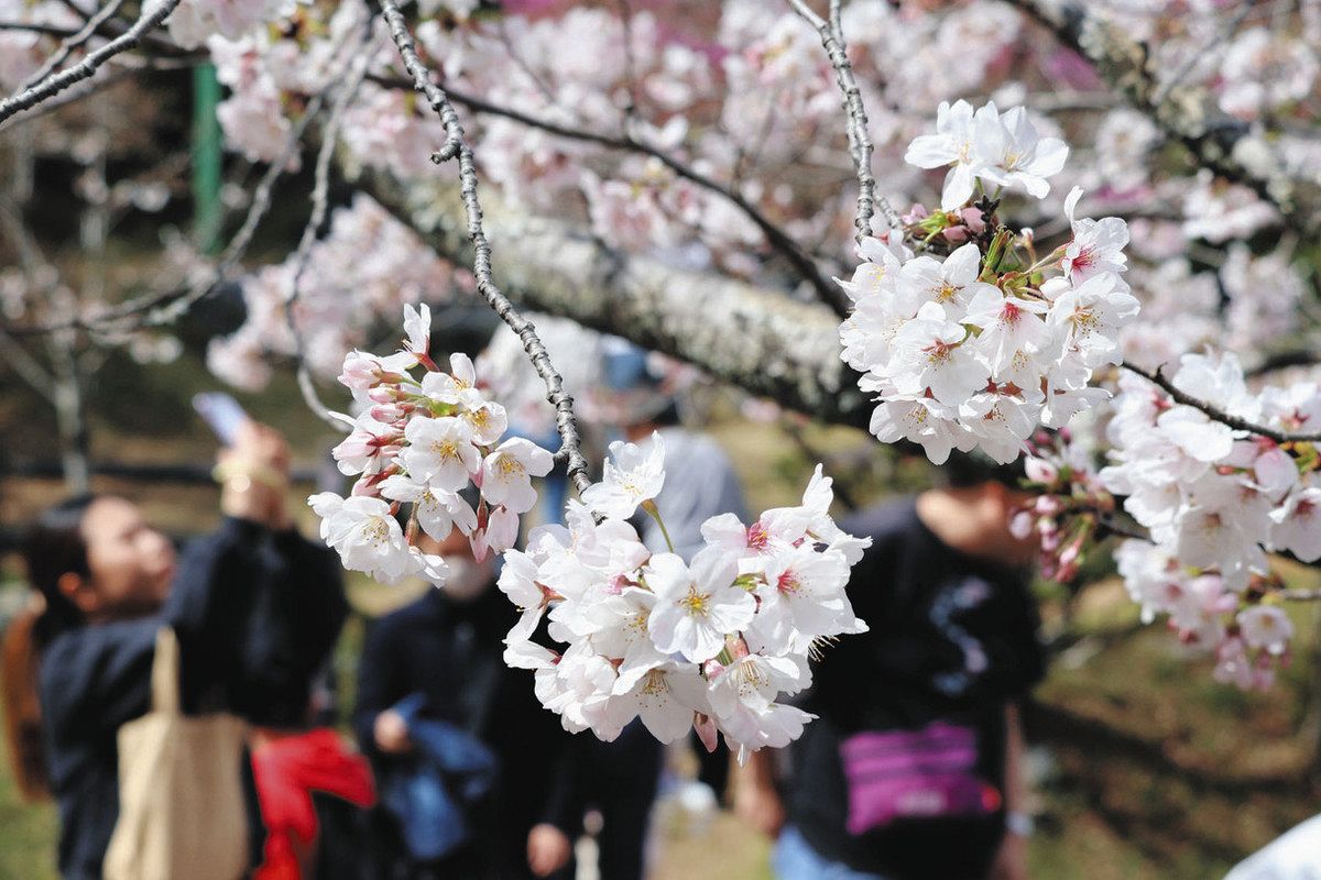 ほんのりピンク、色づく桜に笑顔 14日まで、津偕楽公園でまつり：中日