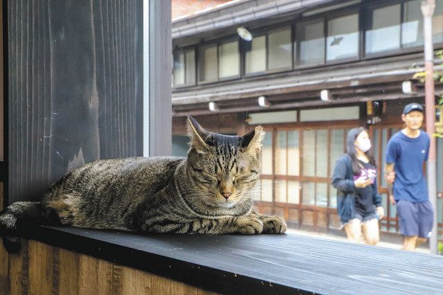 ぶらり飛騨 保護猫カフェ 猫くら 高山市 中日新聞web