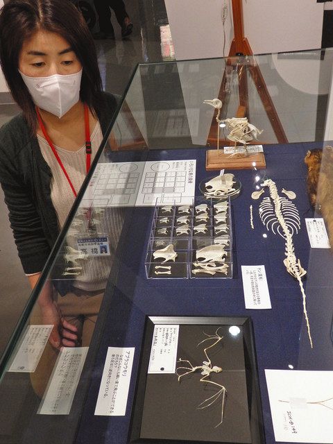 骨から分かる、動物の生活 飯田市美術博物館で標本展：中日新聞Web