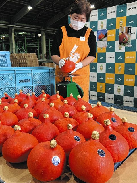打木赤皮甘栗かぼちゃ初出荷　“天ぷら” おすすめ：北陸中日新聞Web