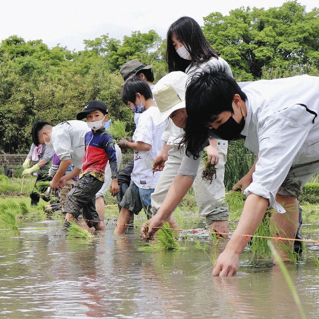 海津市で再生堀田で田植え体験 海津大垣養老高生 生態調査も 中日新聞web