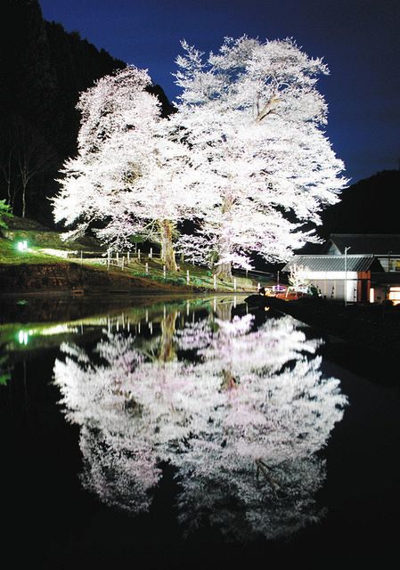 幻想の苗代桜ライトアップ 下呂で満開に：中日新聞Web