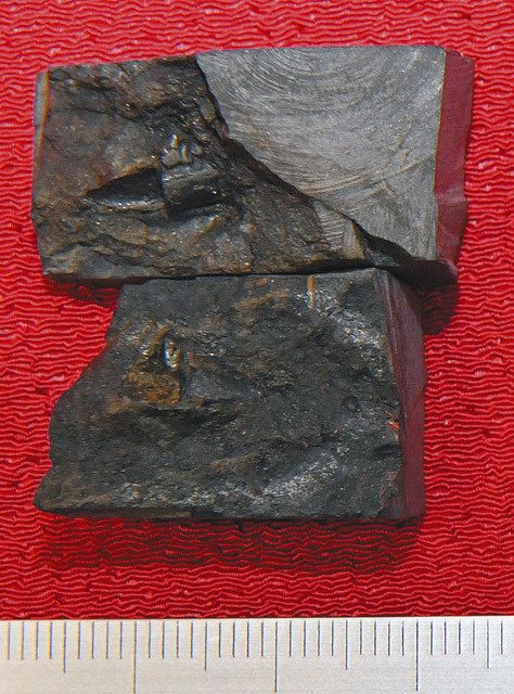 国内最古級哺乳類新種か 大野の地層 化石発見 恐竜時代の絶滅種