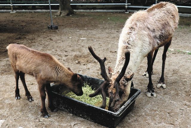 トナカイの赤ちゃん生まれたよ 須坂市動物園 初めて繁殖に成功 中日新聞web