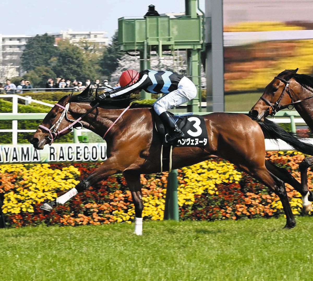 中山9R・ミモザ賞】ベンヴェヌータが逃げ切り2連勝 石橋騎手「精神面と