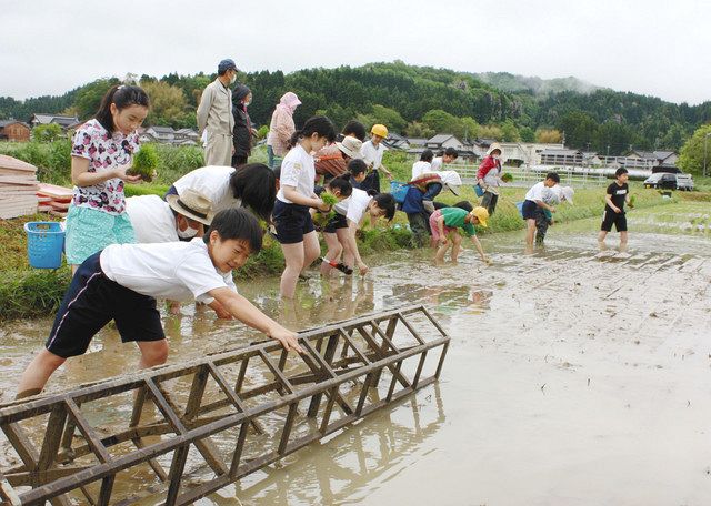 水田　田植え　ころがし　アンティーク 田植えの前の「ワクころがし」