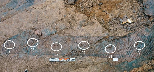 デイノニコサウルス類の移動速度、人の歩行とほぼ同じ 中国で足跡化石