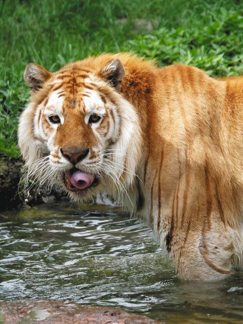 トラ年早々 猛獣事故また 那須サファリパーク飼育員 襲われ負傷 中日新聞web