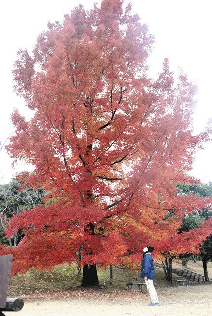 真っ赤に染まり フウの木が見頃 菰野 三重県民の森 中日新聞web