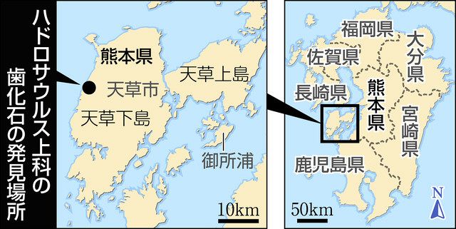 鳥脚類恐竜 歯の化石発見 県立恐竜博物館 熊本で共同調査 ：日刊県民福井Web