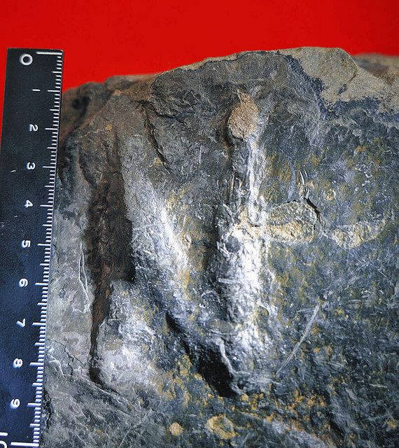 鳥に近い恐竜「デイノニコサウルス類」 勝山で足跡化石 国内初 ：日刊