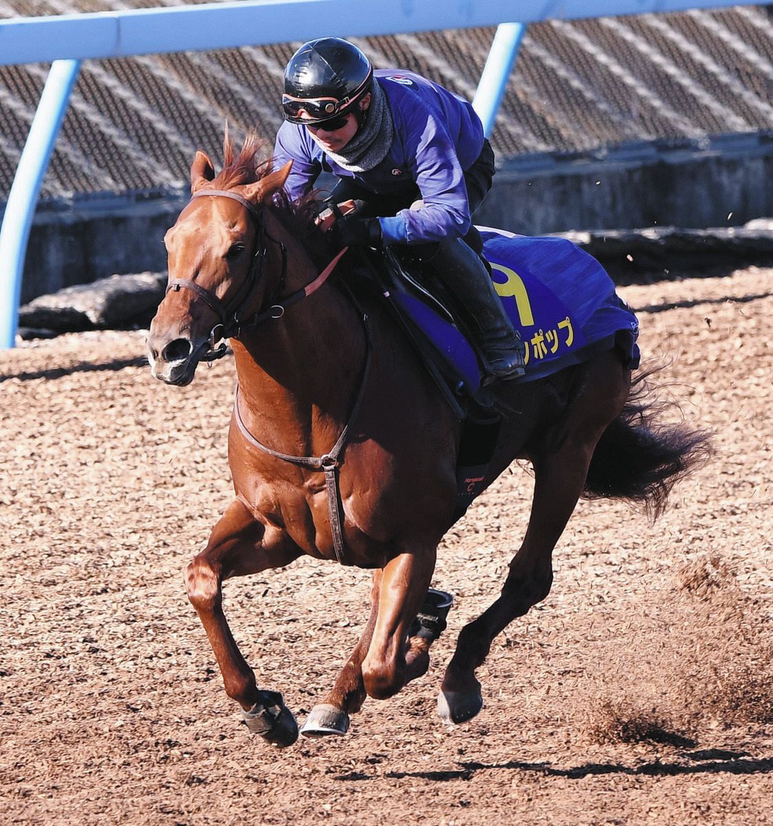 ダートGⅠ完全制覇めざすレモンポップが状態の良さアピール 田中博師「想像を超えてくれる馬」【チャンピオンズC追い切り】：中日スポーツ・東京中日スポーツ