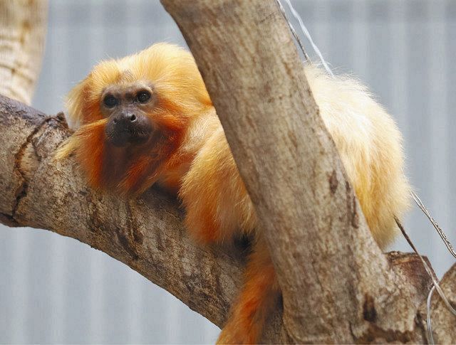 浜松市動物園の希少種サル 兄弟で長寿 中日新聞しずおかweb