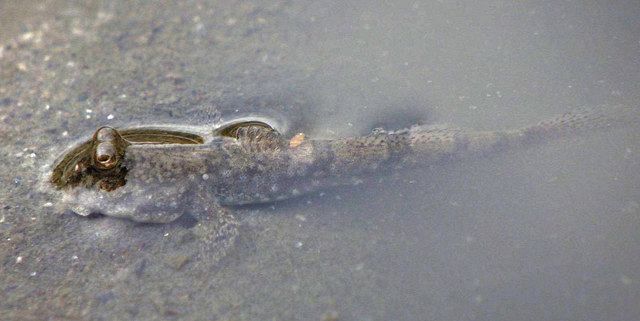 県の絶滅危惧種 トビハゼ 確認 三重大生ら 津の干潟で 中日新聞web 県の絶滅危惧種 トビハゼ 確認 三重大生ら 津の干潟で 中日新聞web