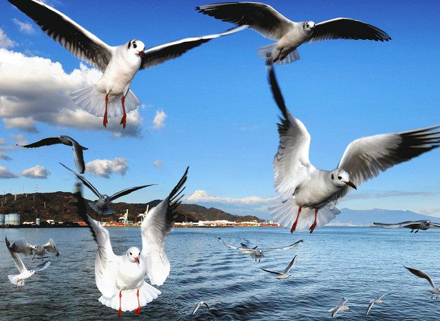 ゆりかもめ かもめカード 未使用 ゆりかもめ開業記念かもめカード 見習い