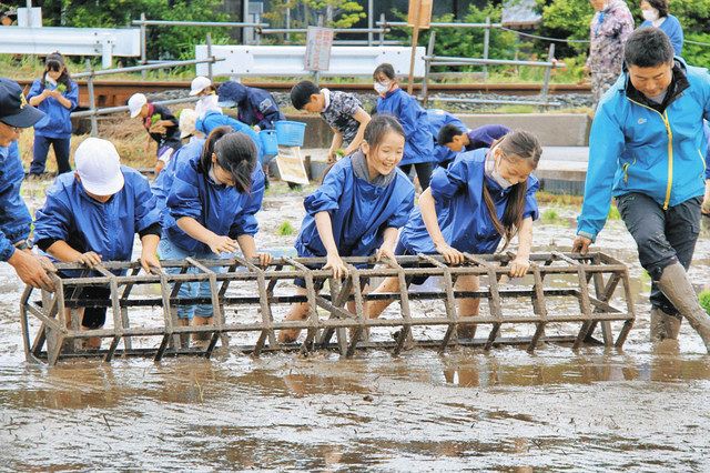 おいしい米にな〜れ 坂井・兵庫小児童 伝統手法の田植え：日刊県民福井Web