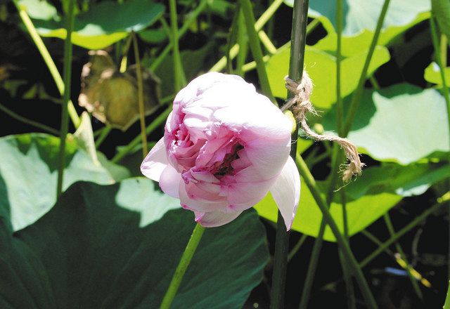 花びら数千枚 淡いピンク 持明院の 妙蓮 北陸中日新聞web