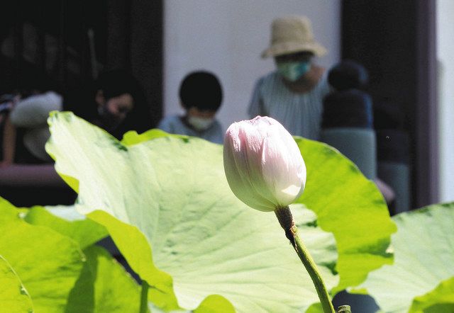 花びら数千枚 淡いピンク 持明院の 妙蓮 北陸中日新聞web