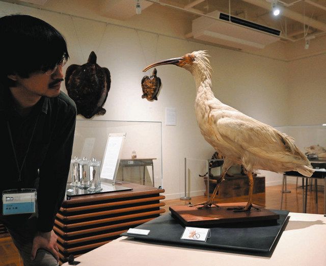 磐田南高が寄贈の「トキのはく製」展示 駿河区の博物館：中日新聞