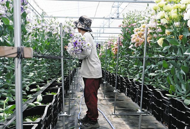 トルコギキョウをつくりこなす : 自生地に学ぶ高品質栽培 トルコギキョウ: 栽培管理と開花調節 (実践花き園芸技術) | 大川 清