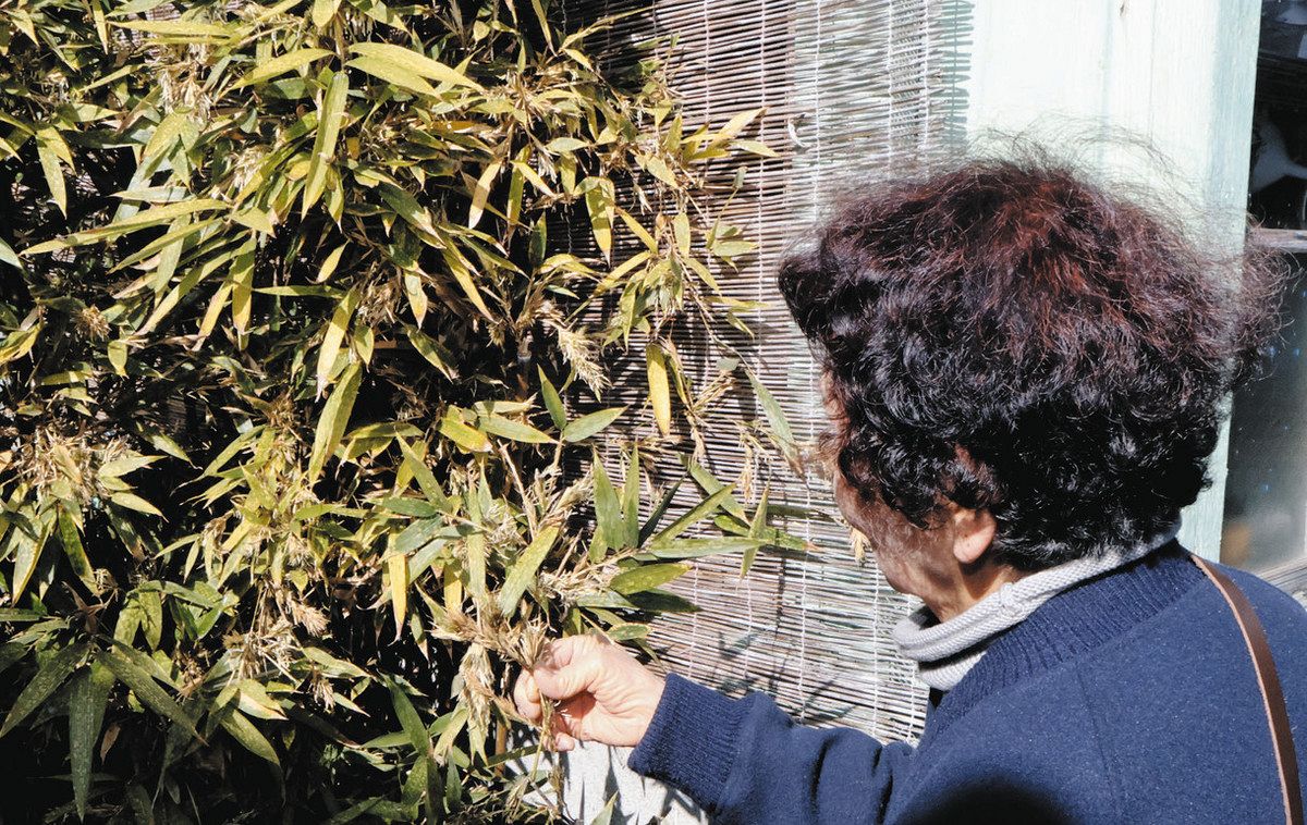 珍しい黒竹の花、咲いて驚き 紀北・松永さん方の庭先：中日新聞Web
