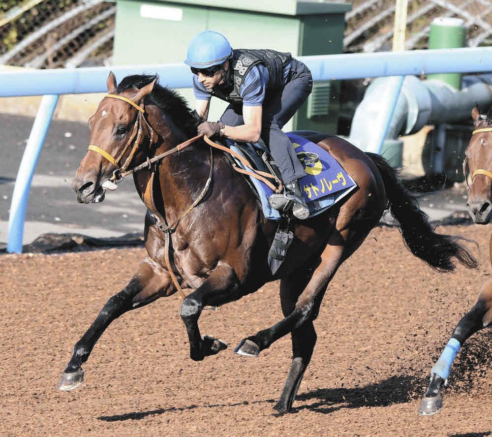 消せる馬・スプリンターズS】国内初戦振るわぬ前走海外レース出走馬
