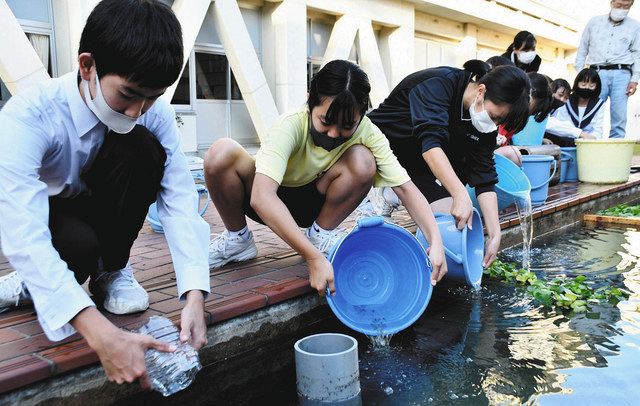 阿久比中に めだかの学校 清掃した観察池に生徒らが放流 中日新聞web