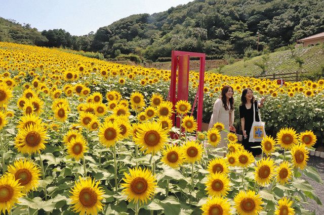 仕掛け万全！ヒマワリ満開 志摩市観光農園で見頃：中日新聞Web