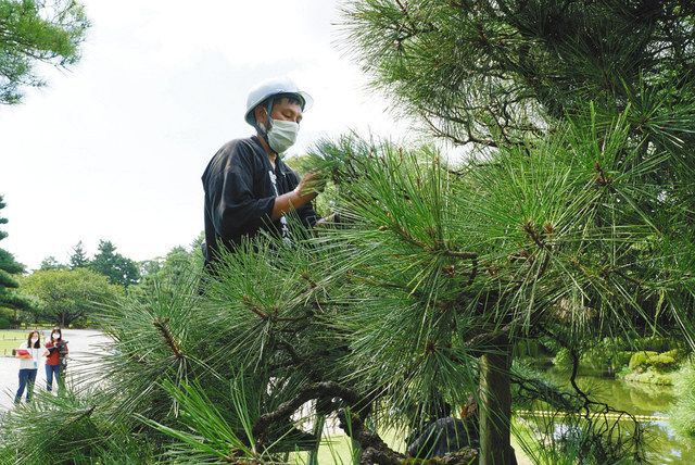石川 身ぎれいに 客戻る日待つ 兼六園 マツ剪定始まる 北陸中日新聞web 石川 身ぎれいに 客戻る日待つ 兼六園 マツ剪定始まる 北陸中日新聞web