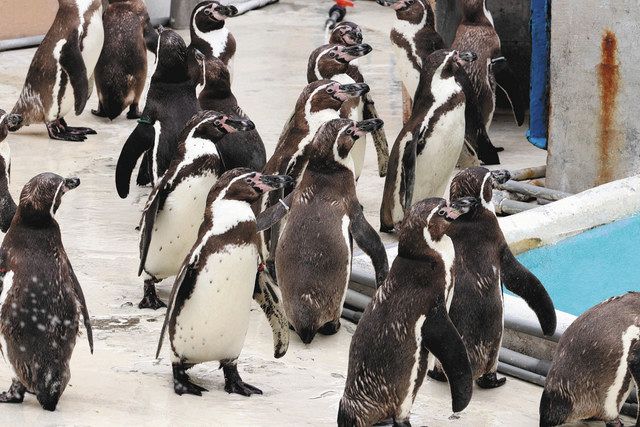 新しいおうち どんな所かな 志摩マリンランド 飼育生物の移転進む 中日新聞web