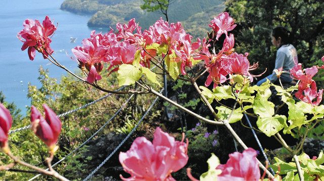 ムラサキオンツツジが見ごろ 尾鷲・城山公園：中日新聞Web