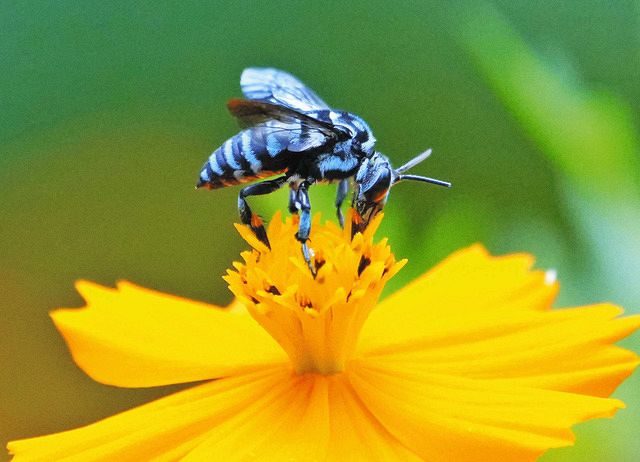 幸せを呼ぶ青いハチ」飛び交う 滋賀・長寿寺に希少種が出現：中日新聞Web