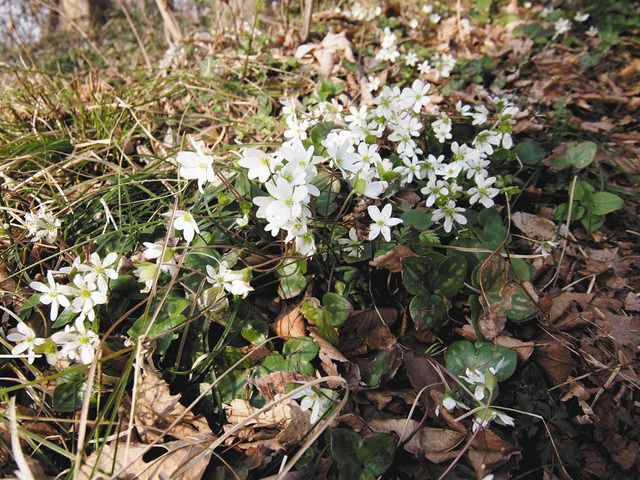 雪割草 かれんに 門前 猿山岬の群生地 北陸中日新聞web