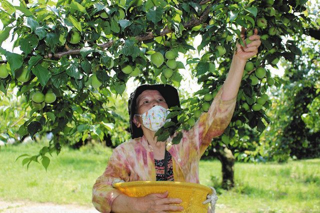 フルーツパークでウメ狩り 中日新聞しずおかweb