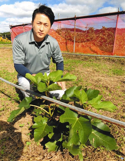石川 特産品 二刀流 で就農 黒イチジク 宝達志水 紋平柿 北陸中日新聞web