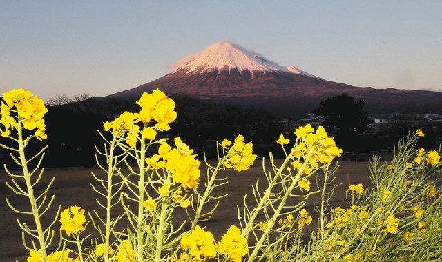 絶景富士と菜の花満喫 富士 雁公園の堤防 中日新聞しずおかweb