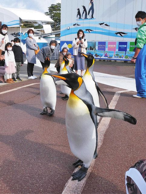 よちよち 王様 かわいい 越前松島水族館 ペンギン散歩始まる 日刊県民福井web