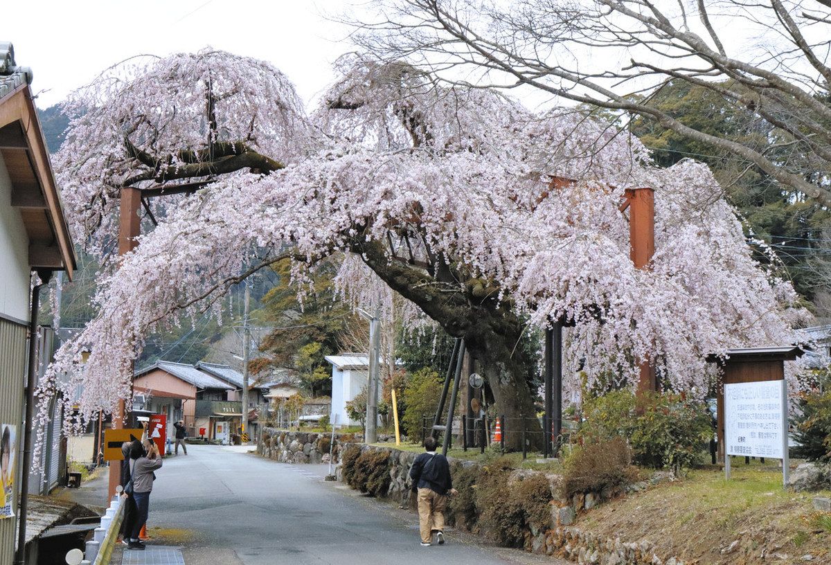 樹齢150年のしだれ桜 大紀で見ごろ迎える：中日新聞Web