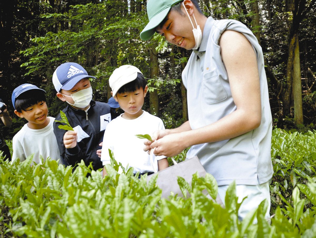 高校生に茶の摘み方を教わる子どもたち＝中津川市阿木で
