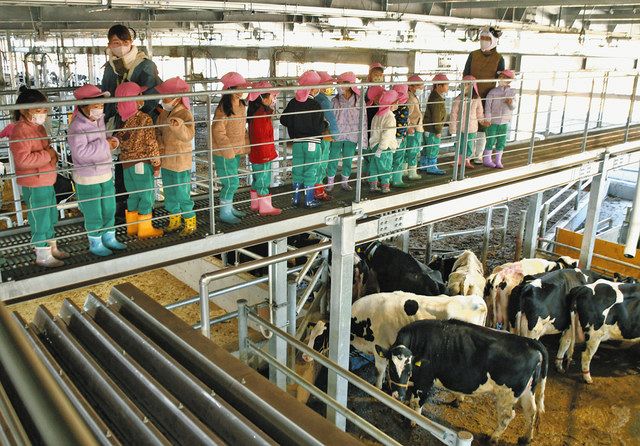 満咲牧場の乳牛に興奮 しらゆりこども園の年長児ら食農教育：中日新聞 