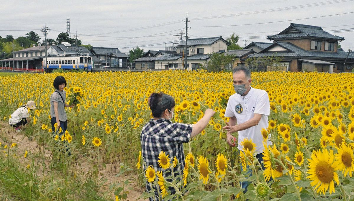 ヒマワリにご先祖さま思う 坂井の畑で花摘み会：中日新聞Web