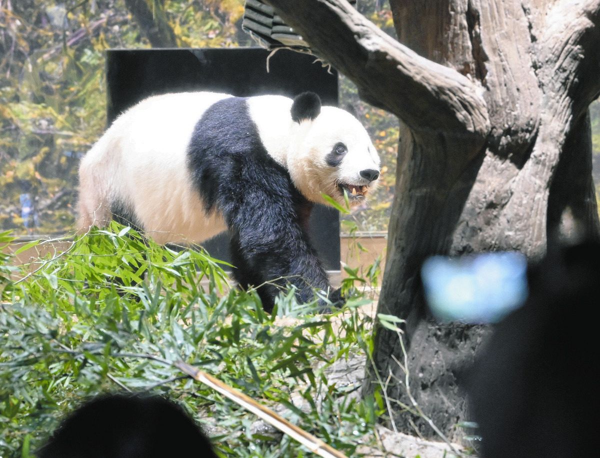 ◇さようならシャオシャオ、レイレイ…上野動物園、パンダ観覧最終日