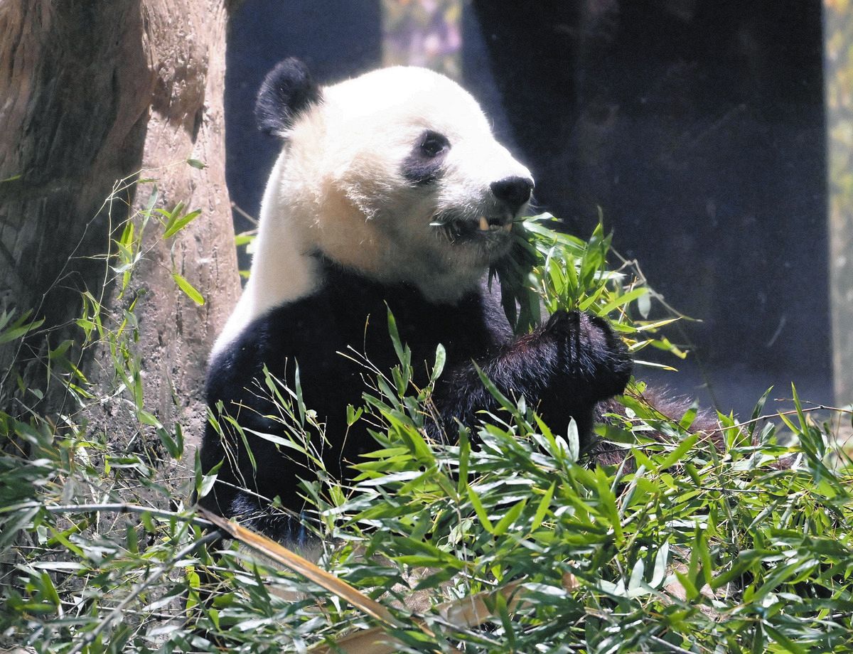◇さようならシャオシャオ、レイレイ…上野動物園、パンダ観覧最終日
