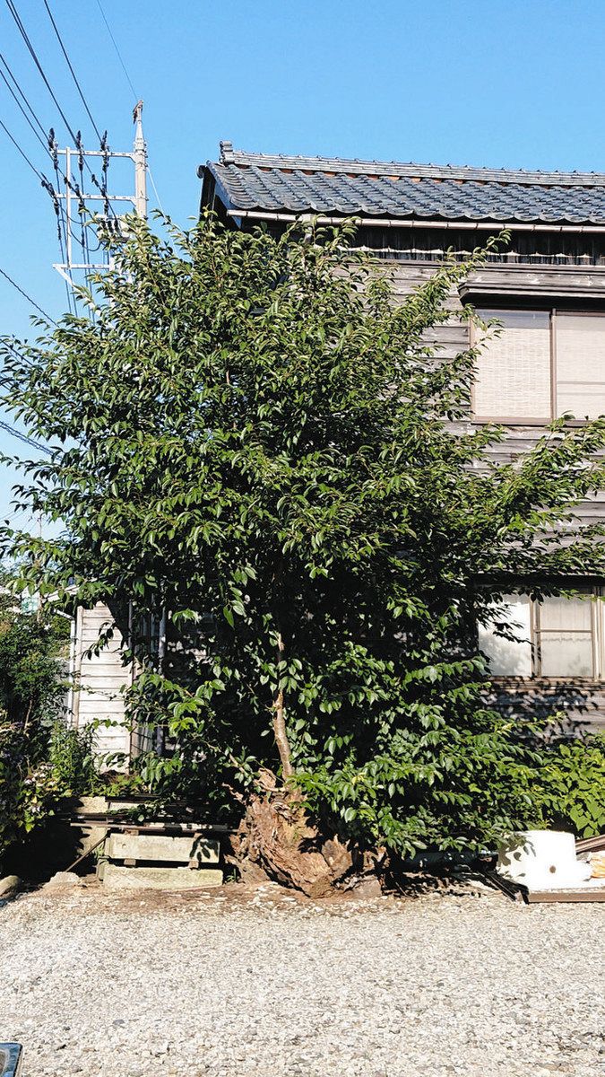 奇跡の不死鳥桜」不滅なり 11年の大雪で倒れた桜の切り株から伸びた