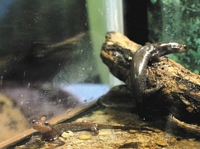 再び参上 魚津水族館 サンショウウオ展 北陸中日新聞web 再び参上 魚津水族館 サンショウウオ展 北陸中日新聞web