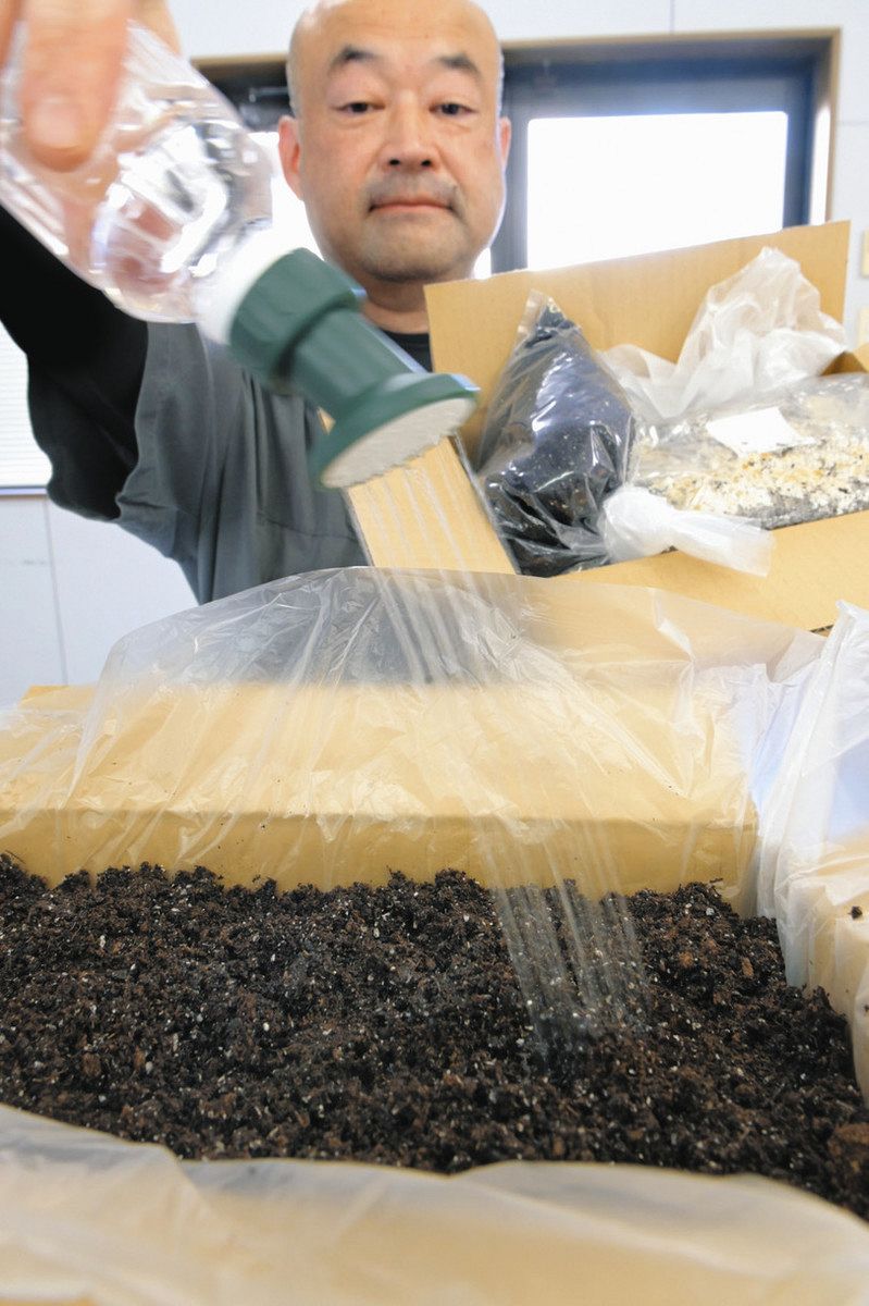 マッシュルームを育てよう つの研究所が先着120個限定でキット販売：中