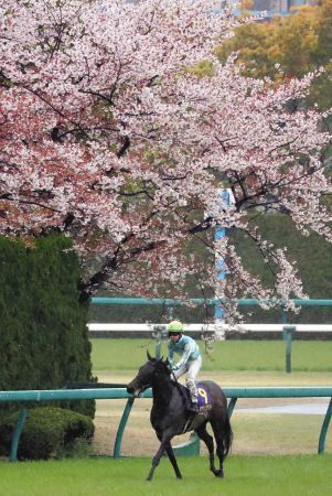 写真】咲き誇る桜の下でウイニングランするデアリングタクトと松山：中日スポーツ・東京中日スポーツ